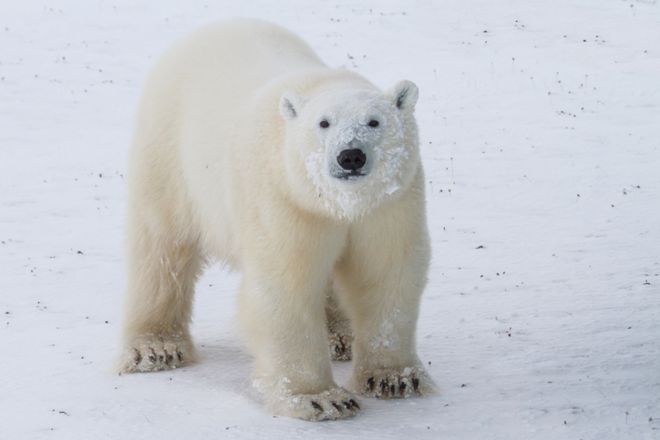 _91193399_oso_polar_thinkstock2