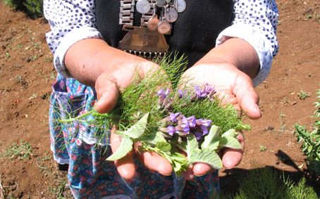 plantas-mapuches