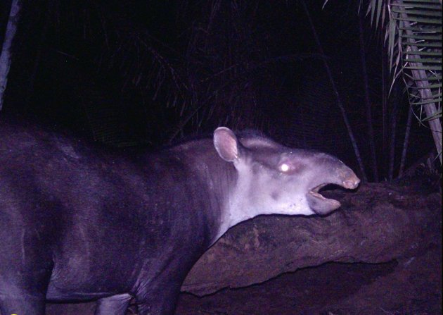 tapir